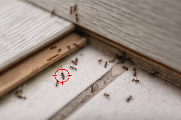 Best Termite Control Services  in Tavares, FL